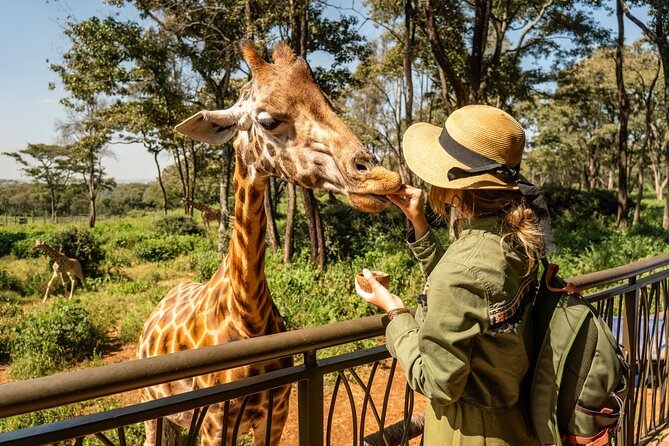 Nairobi National Park, Elephant Orphanage and Giraffe Centre - City Safari Meets Conservation: How the Day Actually Flows