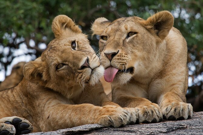 Nairobi National Park, Elephant Orphanage and Giraffe Centre - Nairobi National Park Game Drive: Skyline Wildlife, Rhino Probability, and Real Road Time