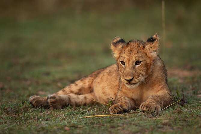 Nairobi National Park, Elephant Orphanage and Giraffe Centre - What You’ll See (and How to Set Your Expectations)