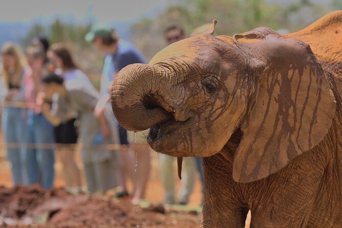 Nairobi National Park, Elephant Orphanage and Giraffe Centre - Who This Tour Fits Best (and Who Should Skip It)