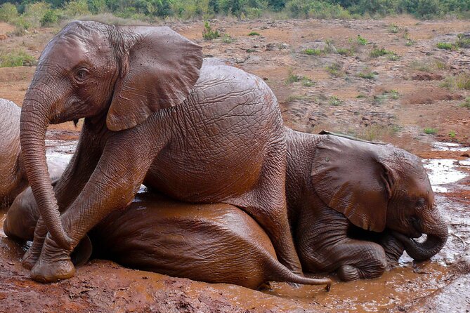 Nairobi National Park, Elephant Orphanage and Giraffe Centre - Should You Book This Nairobi Safari and Elephant Day?