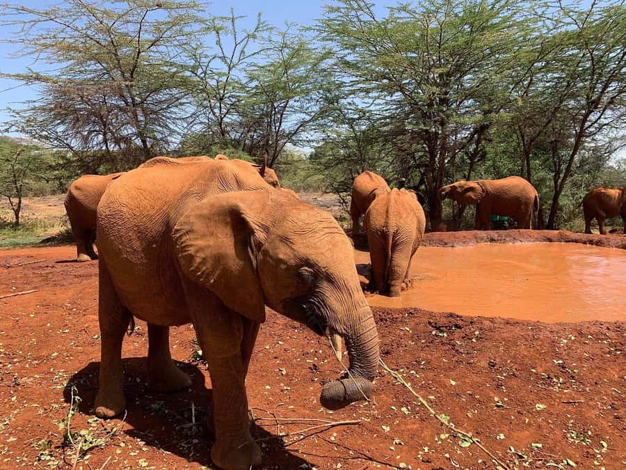 Nairobi National Park, Elephant Orphanage and Giraffe Centre - FAQ
