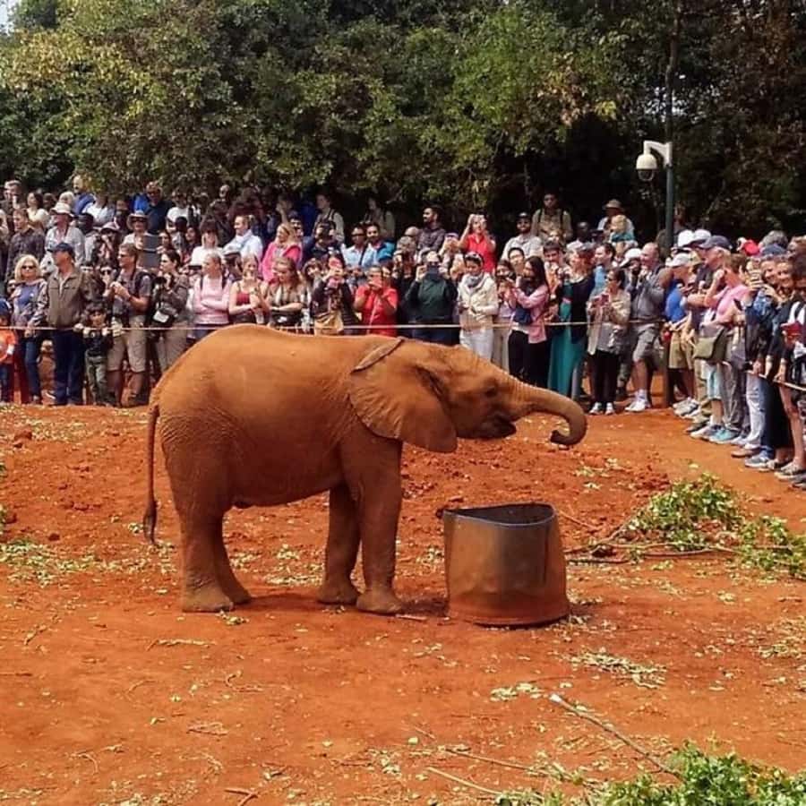 Nairobi: National Park, Elephant Orphanage, and Giraffe Tour - Key highlights at a glance