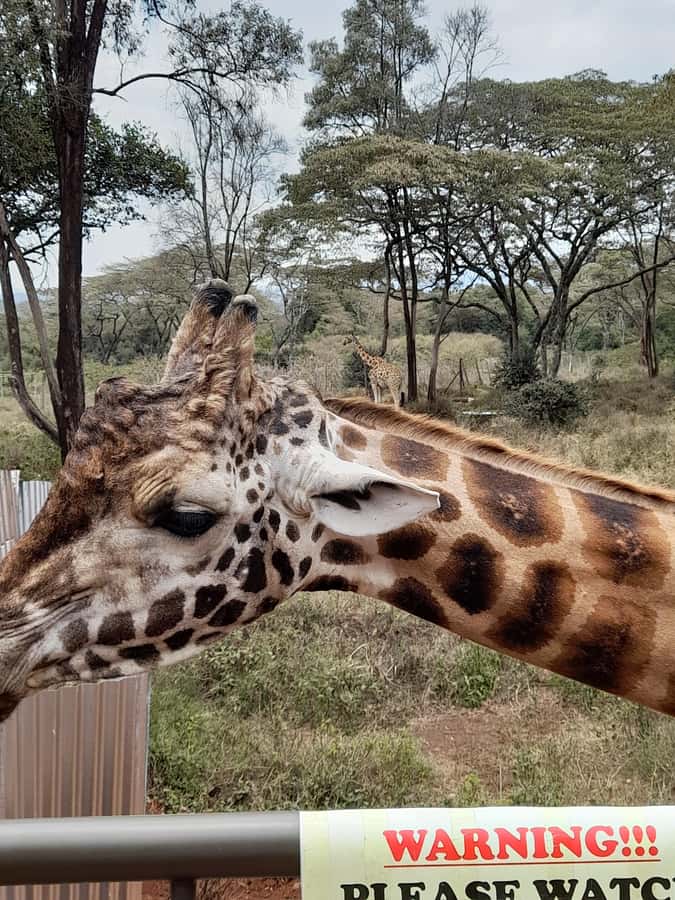 Nairobi: National Park, Elephant Orphanage, and Giraffe Tour - Price reality check: what $80 turns into after tickets