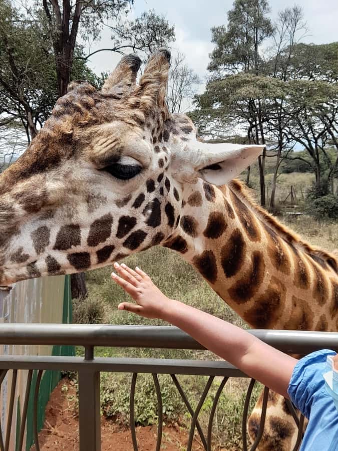 Nairobi: National Park, Elephant Orphanage, and Giraffe Tour - What the 7 hours feel like, stop by stop