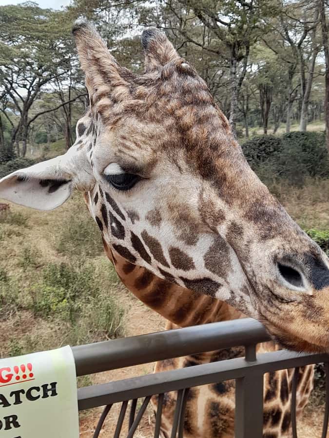 Nairobi: National Park, Elephant Orphanage, and Giraffe Tour - Who this tour suits best