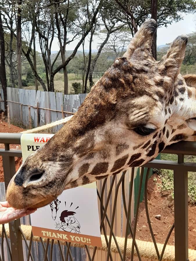 Nairobi: National Park, Elephant Orphanage, and Giraffe Tour - Downsides to keep in mind before you book