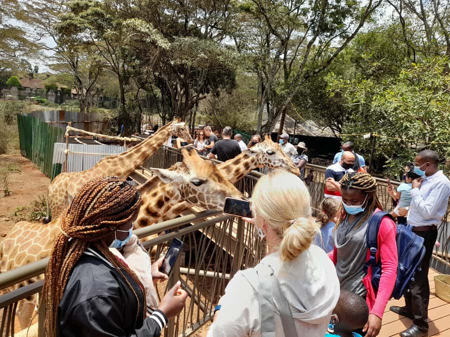 Nairobi: National Park, Elephant Orphanage, and Giraffe Tour - David Sheldrick Wildlife Trust: elephant rescue and feeding time