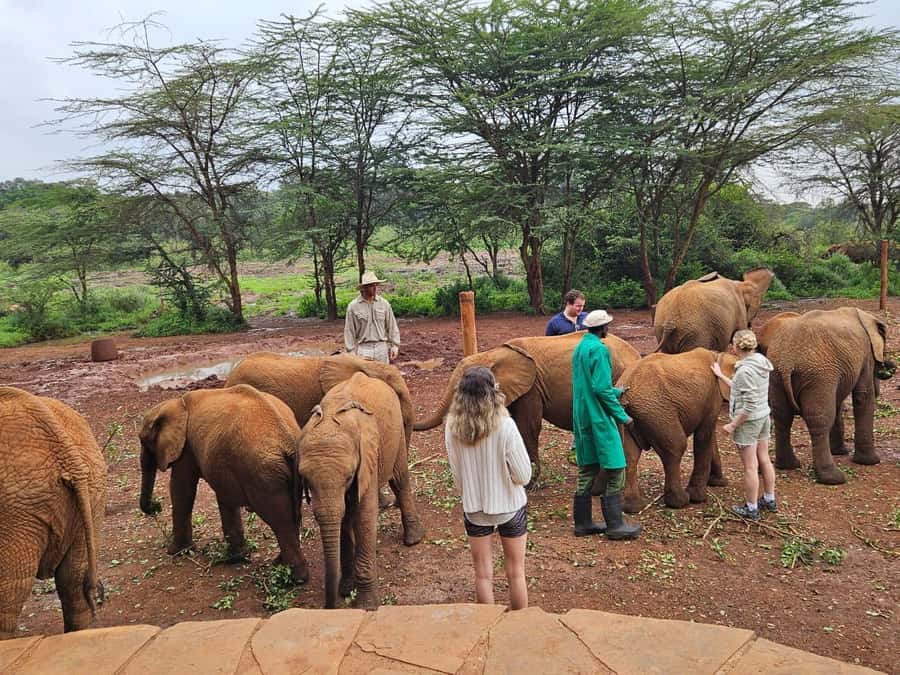 Nairobi: National Park, Elephant Orphanage & Giraffe Center - What a 4-hour game drive feels like in an open-top van