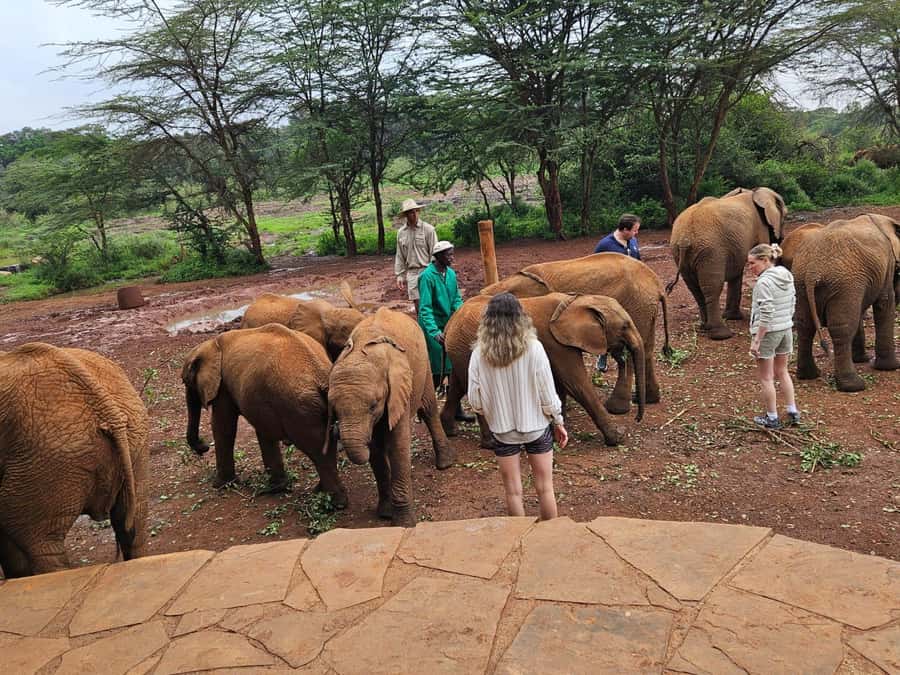 Nairobi: National Park, Elephant Orphanage & Giraffe Center - Giraffe Centre: a calmer animal encounter with real face time