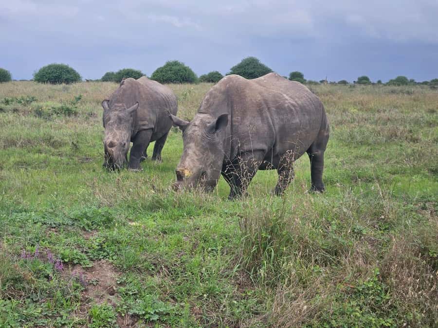 Nairobi: National Park, Elephant Orphanage & Giraffe Center - Kazuri Beads and leather factory: watch craft happen from scratch