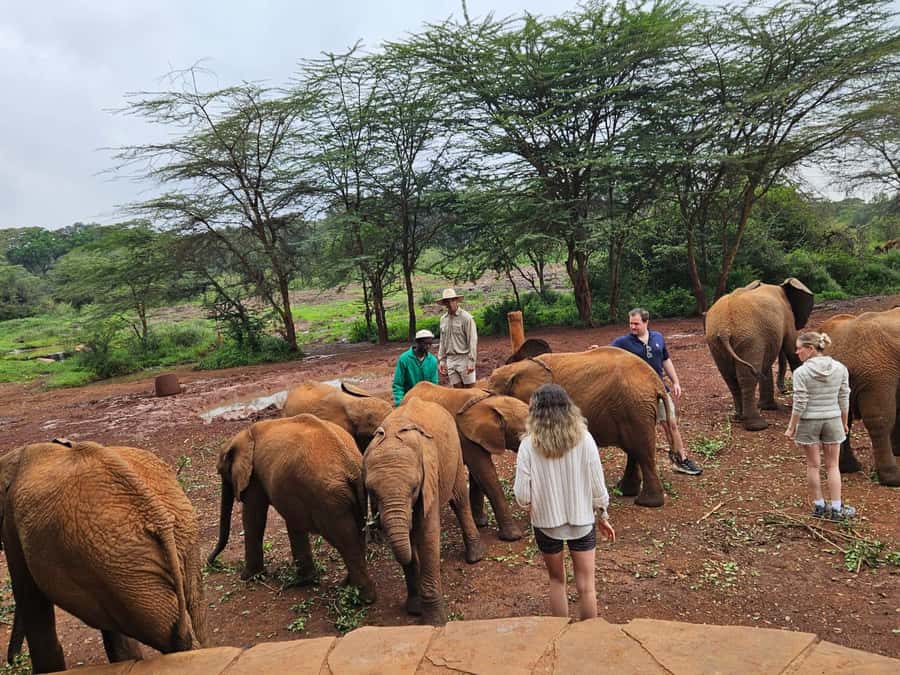 Nairobi: National Park, Elephant Orphanage & Giraffe Center - Who this tour suits best in Nairobi