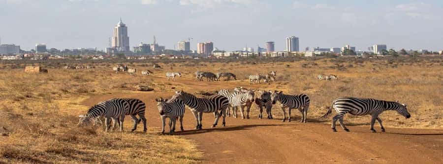 Nairobi: National Park, Elephant Orphanage, & Giraffe Center - David Sheldrick Wildlife Trust, baby elephant rescue in action