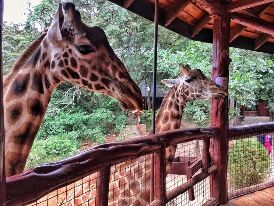 Nairobi: National Park, Elephant Orphanage, & Giraffe Centre - What the small-group setup does for your day