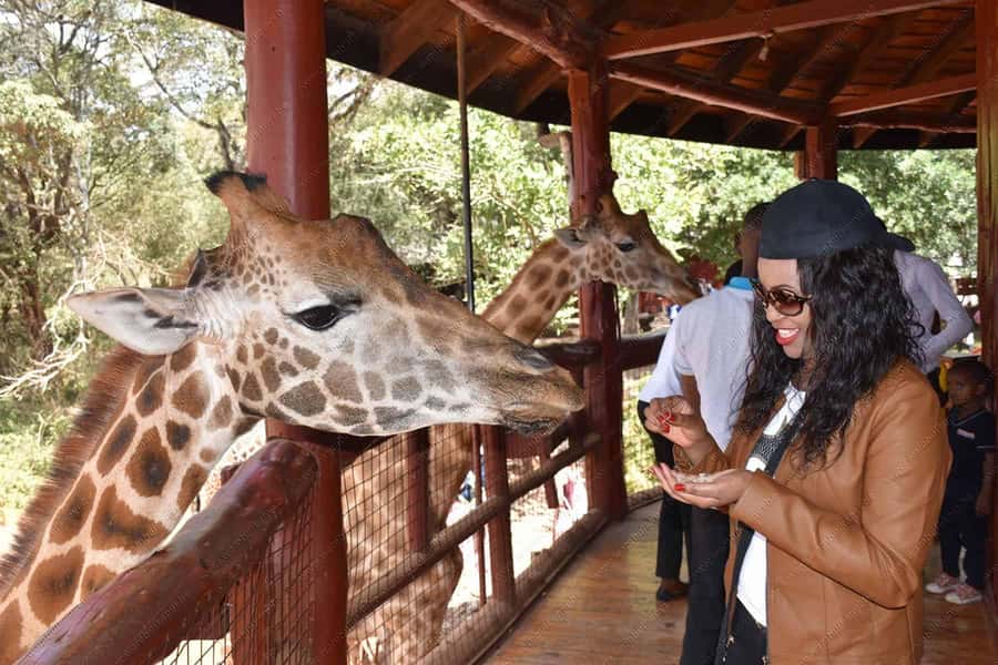 Nairobi: National Park, Elephant Orphanage, & Giraffe Centre - Karen Blixen Museum House at the foot of the Ngong Hills