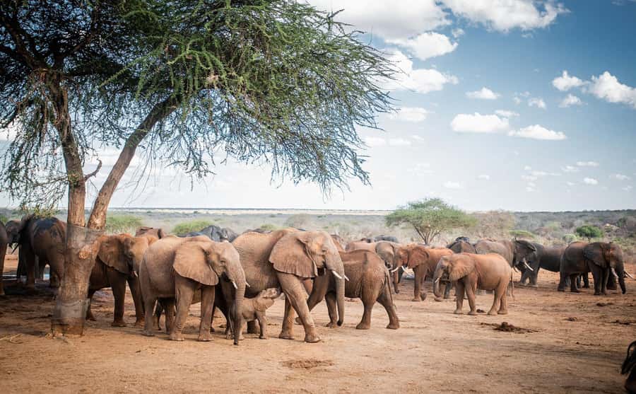 Nairobi: National Park, Elephant Orphanage, & Giraffe Centre - Lunch timing after elephants, and how to keep the flow smooth