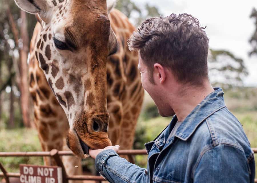 Nairobi: National Park, Elephant Orphanage, & Giraffe Centre - Nairobi Giraffe Centre and Rothschild giraffes up close