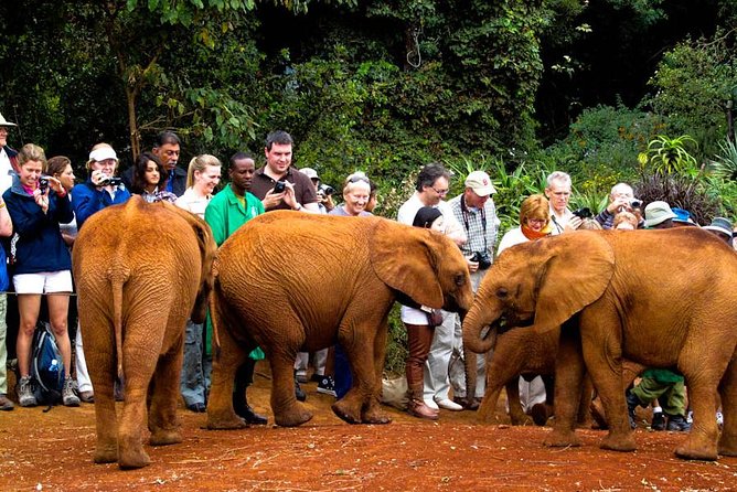 Nairobi National Park, Elephant Orphanage, Giraffe Centre Tour - Entering Nairobi National Park at Sunrise