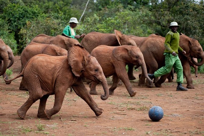 Nairobi National Park, Elephant Orphanage, Giraffe Centre Tour - Price and Budgeting: The $45 Tour Fee Is Just the Start