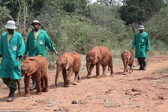 Nairobi National Park, Elephant Orphanage, Giraffe Centre Tour - Guide Quality: Joy and James, Plus How to Avoid Pickup Stress