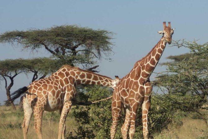 Nairobi National Park, Elephant Orphanage, Giraffe Centre Tour - Who Should Book This Tour (And Who Might Skip It)
