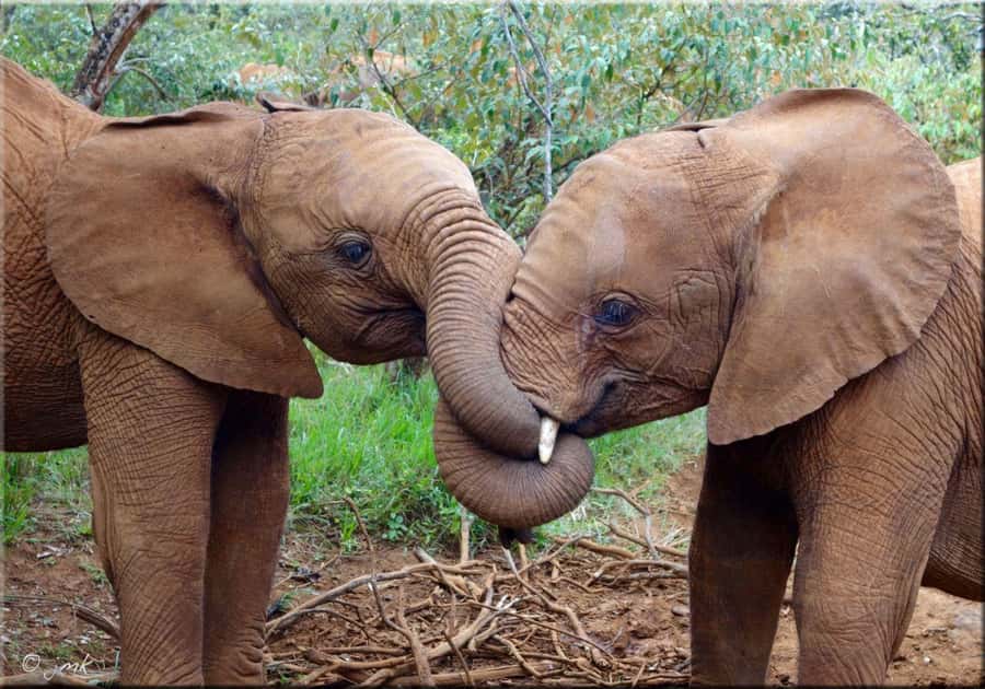 Nairobi: National Park, Elephant Orphanage, & Giraffe Centre - David Sheldrick Wildlife Trust and the one-hour elephant nursery window