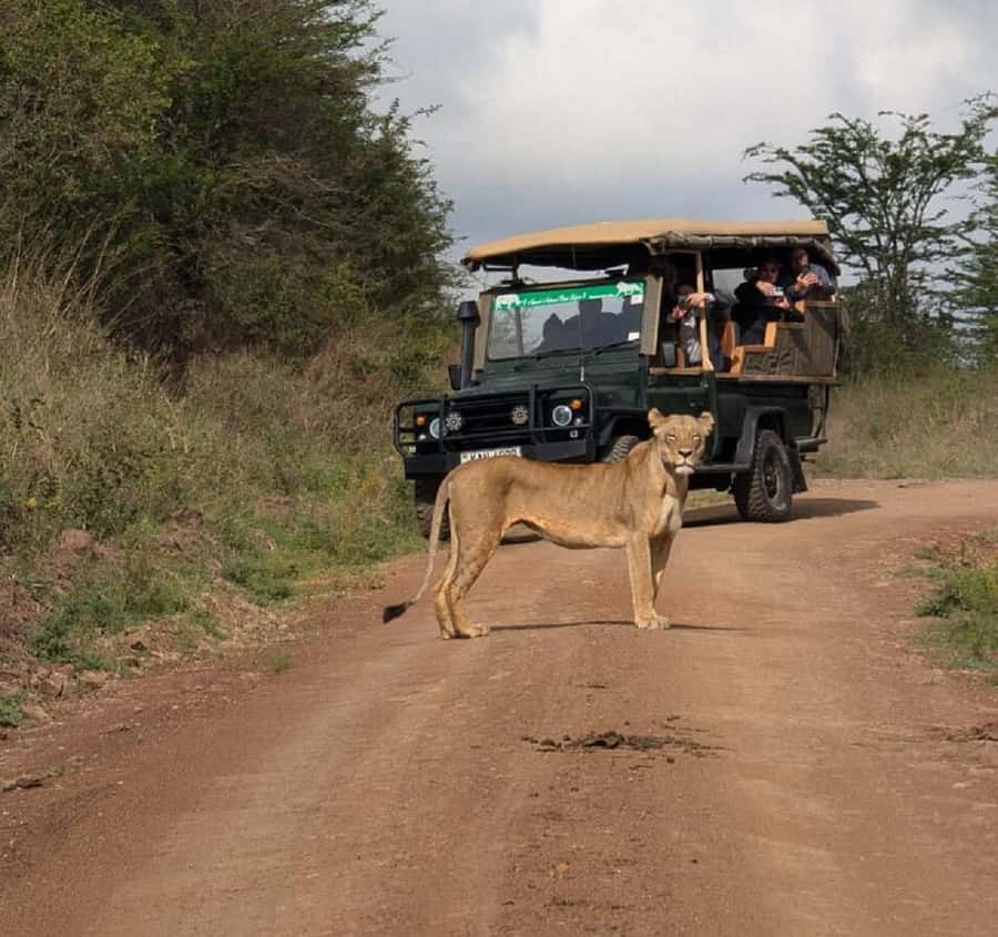Nairobi: National Park, Elephant Orphanage & Giraffe Tour - Key things I’d focus on