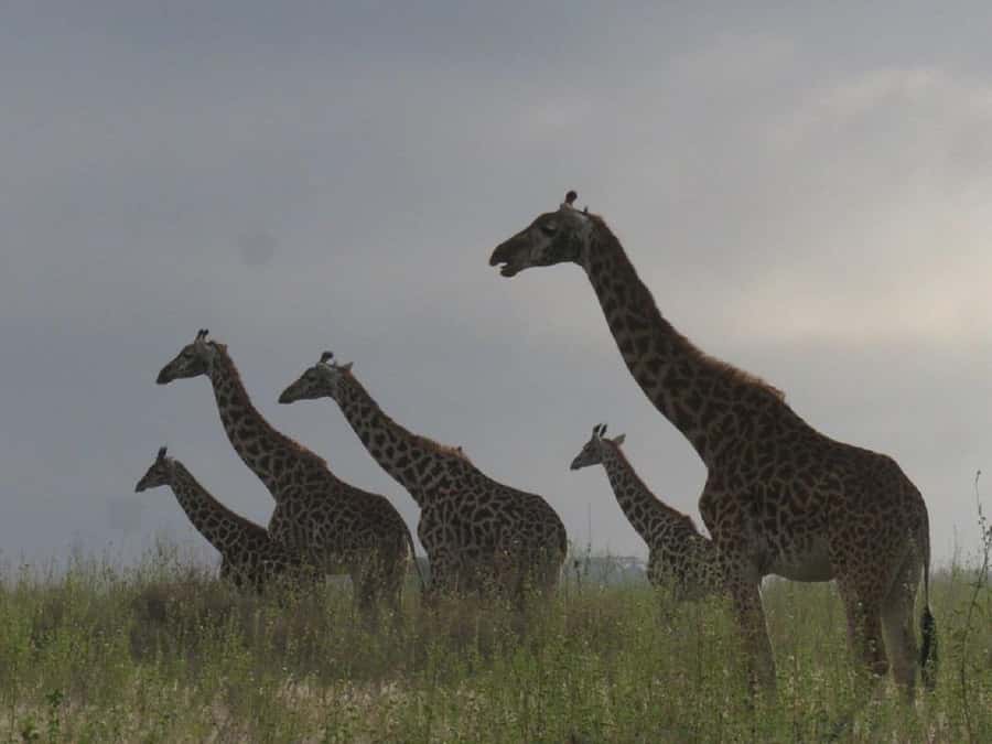 Nairobi: National Park, Elephant Orphanage & Giraffe Tour - The practical flow of your Nairobi day (pickup to drop-off)