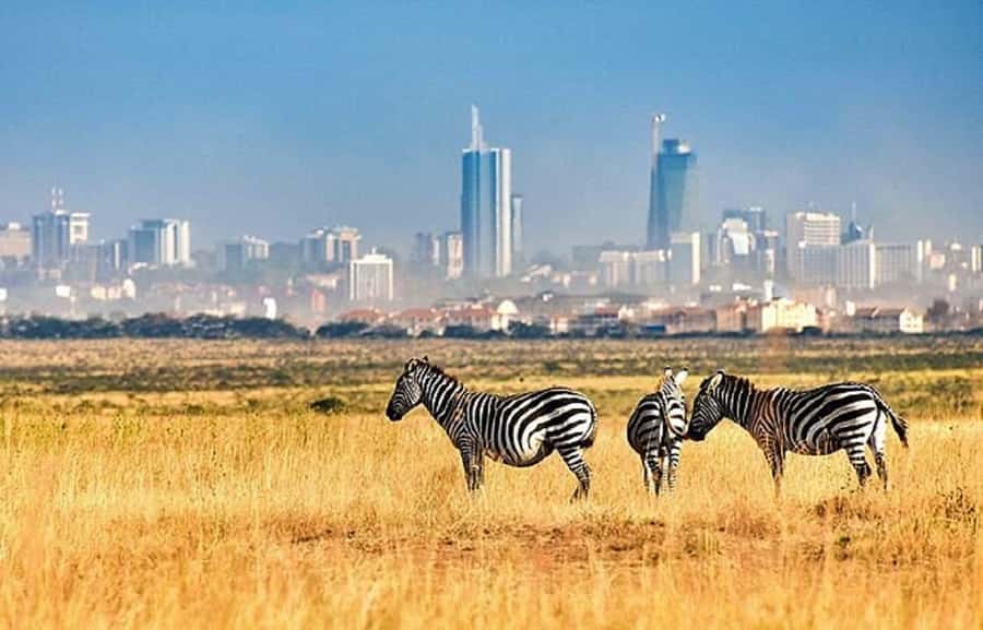 Nairobi: National Park, Elephant Orphanage & Giraffe Tour - Lunch time and your energy level