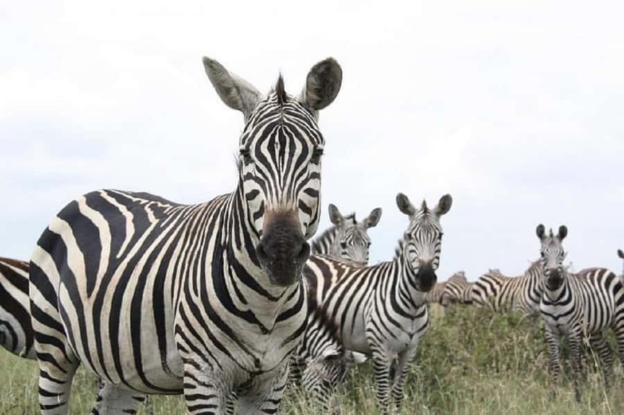 Nairobi: National Park, Elephant Orphanage & Giraffe Tour - What the price gets you, and how to check value fast