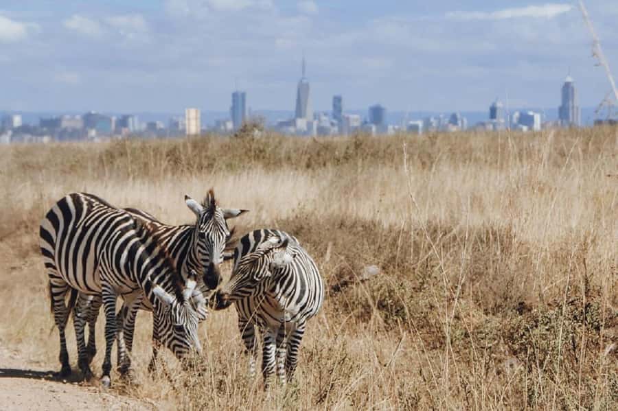 Nairobi: National Park, Elephant Orphanage & Giraffe Tour - Who this tour suits best (and who should reconsider)