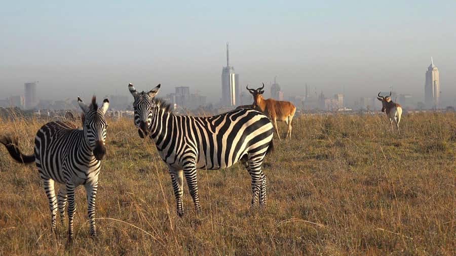 Nairobi; National Park, Elephant Sanctuary & Giraffe Center. - Key highlights to look for