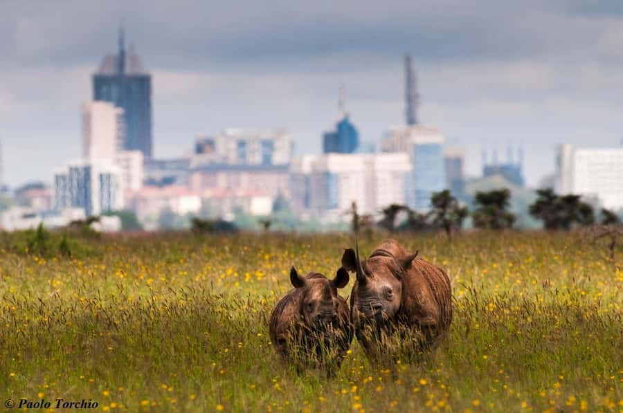 Nairobi; National Park, Elephant Sanctuary & Giraffe Center. - FAQ