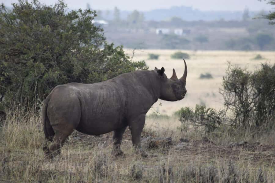 Nairobi; National Park, Elephant Sanctuary & Giraffe Center. - David Sheldrick Wildlife Trust, orphan elephants, and what rehabilitation actually looks like