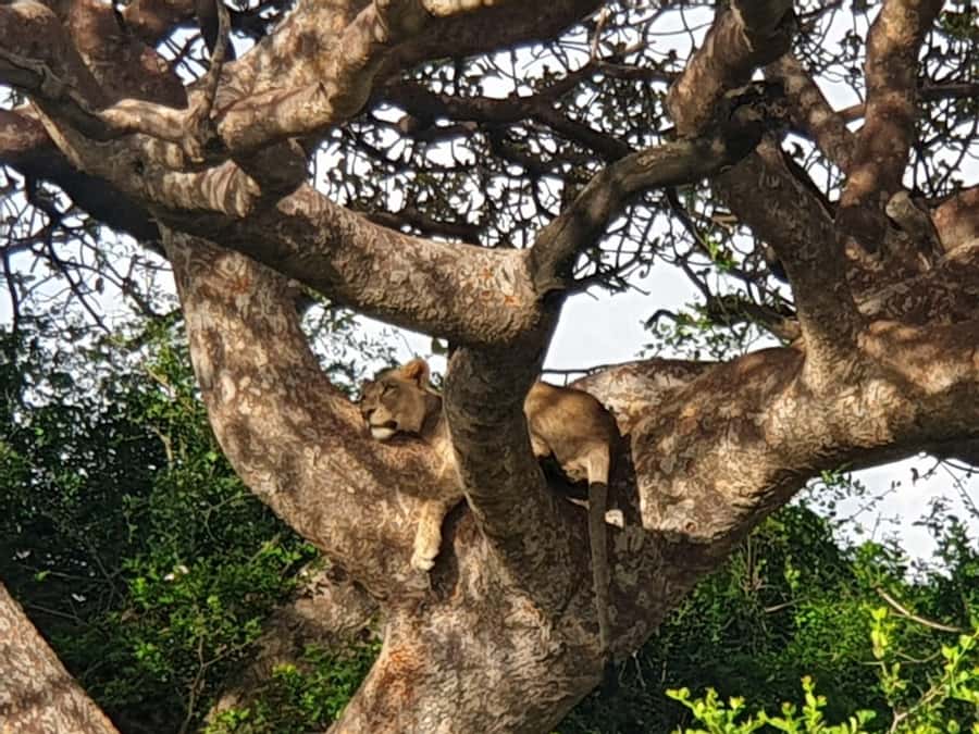 Nairobi; National Park, Elephant Sanctuary & Giraffe Center. - Giraffe Center feeding session and conservation for Rothschild giraffes