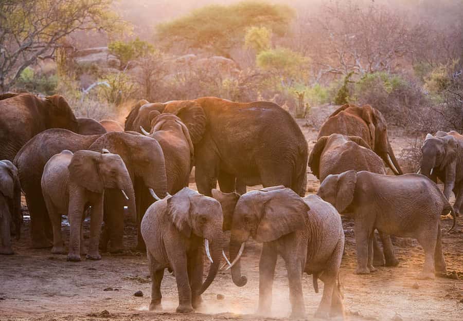 Nairobi; National Park, Elephant Sanctuary & Giraffe Center. - Transportation, timing, and how to plan your day