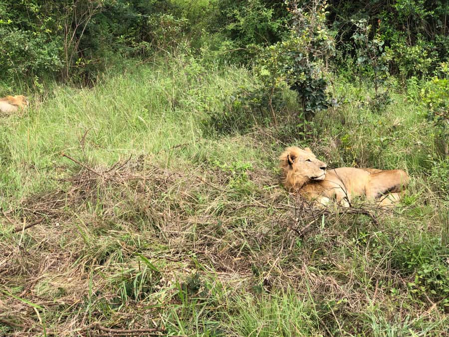 Nairobi; National Park, Elephant Sanctuary & Giraffe Center. - Should you book Nairobi’s elephant and giraffe triple stop?