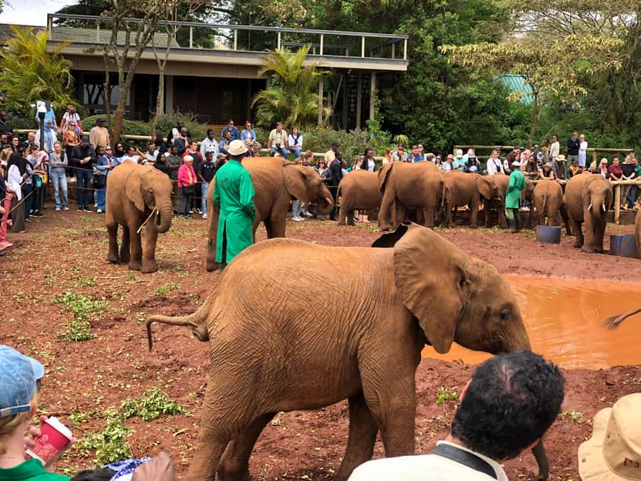 Nairobi: National Park, Elephant Sanctuary, & Giraffe Center - David Sheldrick Wildlife Trust: Elephants Up Close With Clear Purpose