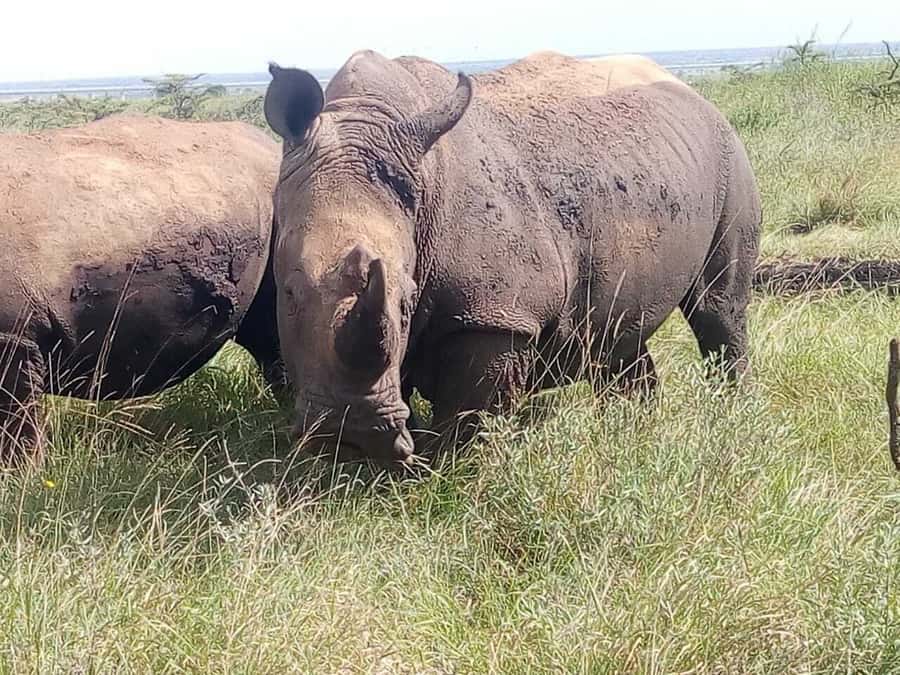 Nairobi National Park, Elephants, Giraffes & Bomas Day Trip - Nairobi National Park plus the David Sheldrick Elephant Orphanage: why this combo works