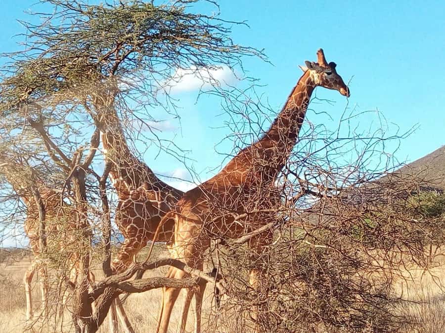 Nairobi National Park, Elephants, Giraffes & Bomas Day Trip - What you can realistically expect to see on the safari drive
