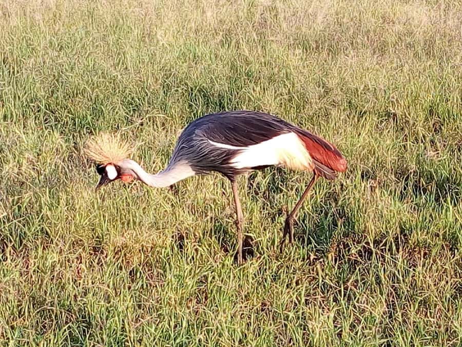 Nairobi National Park, Elephants, Giraffes & Bomas Day Trip - Who should book this Nairobi day trip