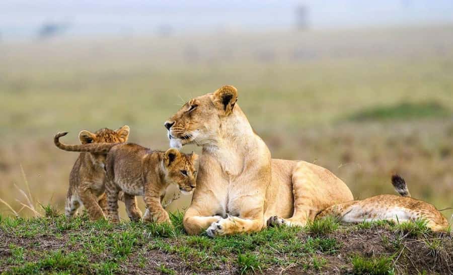 Nairobi National Park Evening Game Drive - The wildlife lineup you can realistically aim for (and what is missing)