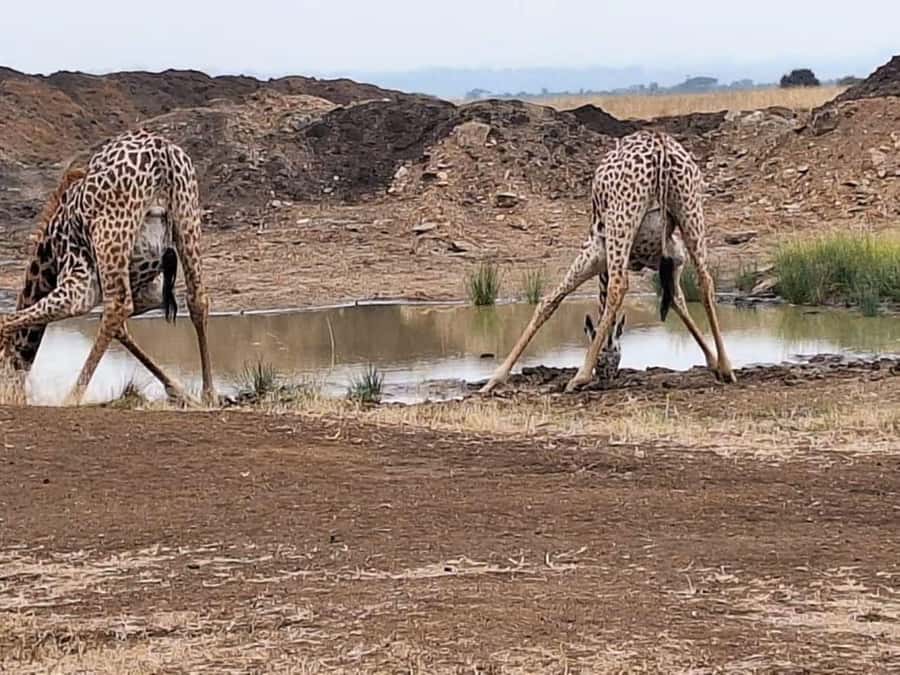 Nairobi National Park Evening Game Drive - Birdwatching on the same drive, seasonal European migrants included