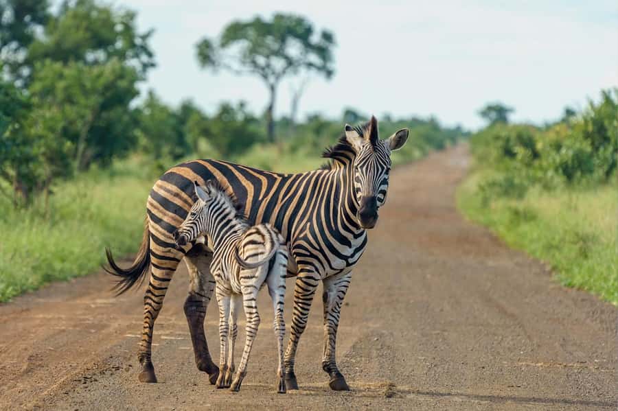 Nairobi National Park: Free WIFI connection - Nairobi National Park, half-day style: what makes it work
