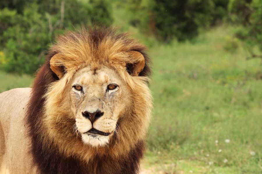 Nairobi National Park: Free WIFI connection - Big Five without elephants: the lesson your guide will explain