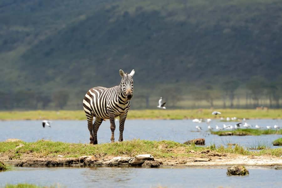 Nairobi National Park: Free WIFI connection - Who should book this Nairobi park and bead factory combo