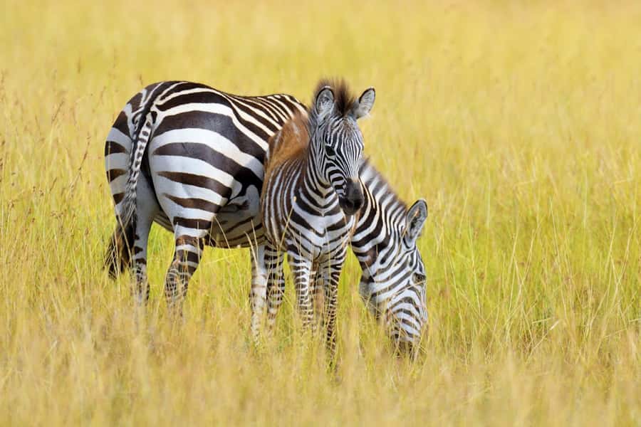 Nairobi National Park: Free WIFI connection - FAQ