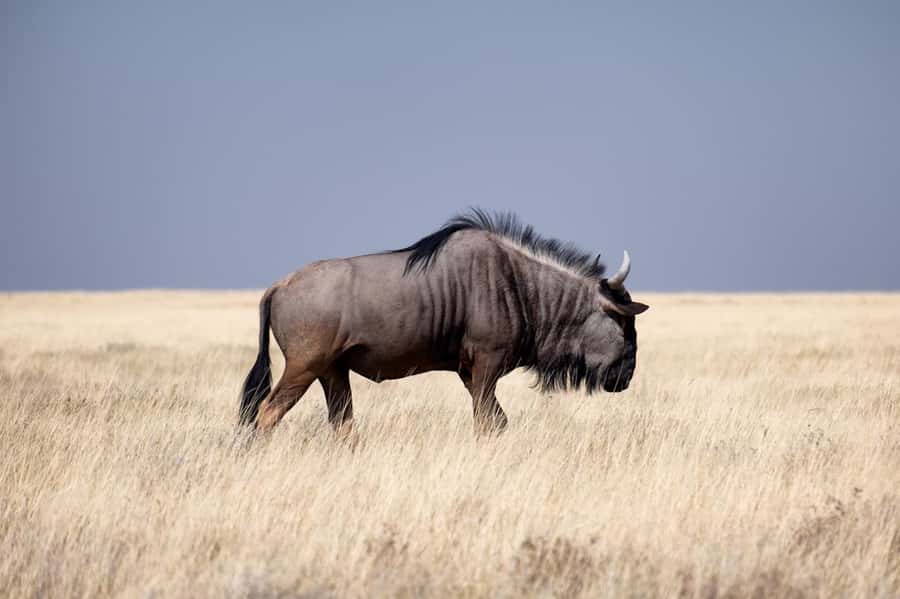 Nairobi National Park: Free WIFI connection - The 4-hour game drive: what you’ll spend most of your time doing