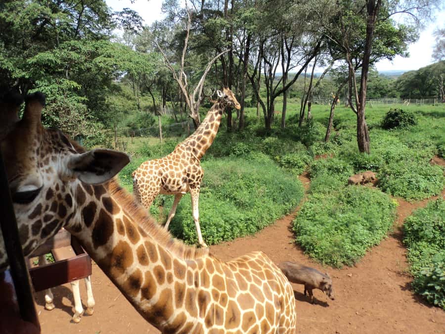 Nairobi National Park Full-Day Tour: Private 4WD with Guide - Why Nairobi National Park feels different from “regular” safari