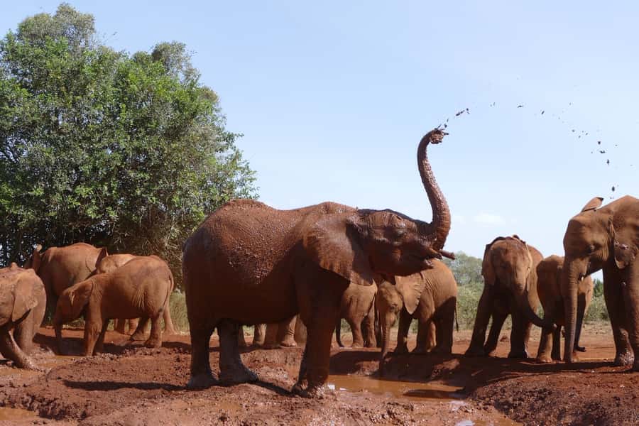 Nairobi National Park Full-Day Tour: Private 4WD with Guide - David Sheldrick Wildlife Trust: elephant viewing as conservation in action